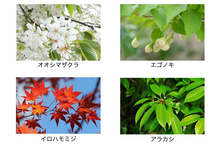 植栽のイメージ画像